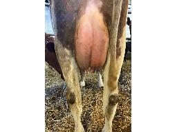 24-DUCRAN REYNOLDS LEPTINE TB-2a -8236