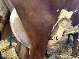 12-DUCRAN YUKON SISSIE BP-82 -2018