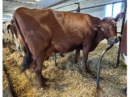 6-DUCRAN CHELYOTE BALANCE TB-85 -2007