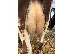 53-DUCRAN REYNOLDS GLUCAGON -8237