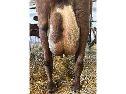 45-LADY IN RED PERFECTER KLASS TB -5178