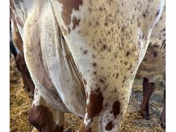 26-VER-DYK RIESLING ORALLIE TB-88-326