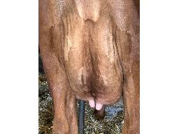 25-DUCRAN B KING LAITIA TB-85 -0907