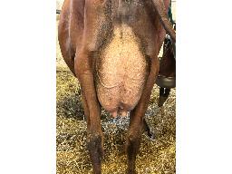 27-Ducran Tuxedo Isa TB-87-3a 0909