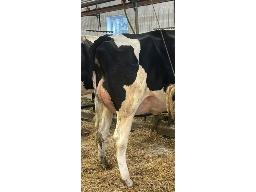 3-KMC Lambda Jacynth