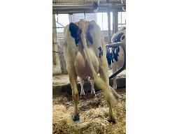 1-Jendro Eye Candy Fee NC 