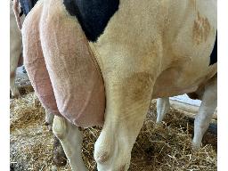 83-Alna KH Kolyana TB-87 -0261