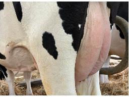 82-Alna Kolyane Camaro BP-83 -9695