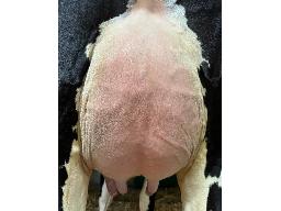 29-Valruest Rebel Fleur 