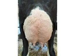 19-Dubenoit Parfect Sacha BP-81