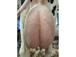 2-Jolipre Destiny Absurde TB-2a