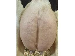 11-Mont Comi Ranger Blackjupiter BP-81