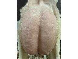 22-Levesque Parachute Aqqy BP-82