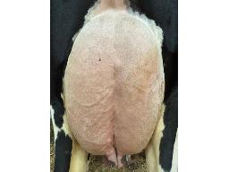 8-Dubenoit Parfect Lea 