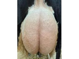 24-Jolipre Energy Dune 