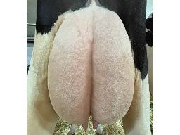 18-JM Valley Crushtime Louisa 