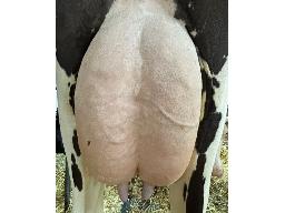 6-Levesque Believe Chocolato BP-83