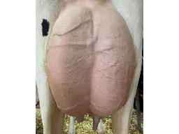 12-Kakouna Illustrator Aryta TB-2a