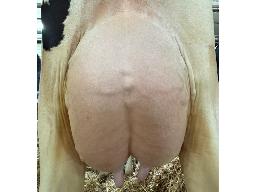 23-Jacobs Lambda Lysane 