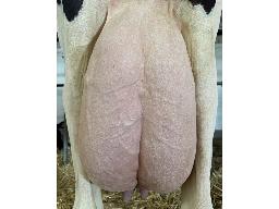 21-Boulet Alligator Cali TB-86