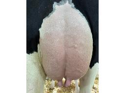 9-Preross Corona Payton 