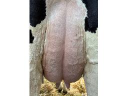 25-Preross Memory Brisk 