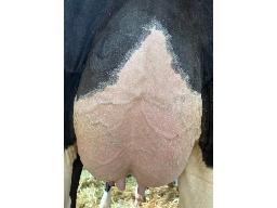 5-Saybecoise Unix Emble 