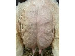 15-Jacsard ipsos America BP-83