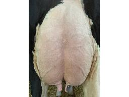 7-Vertdor Lambda Helios 