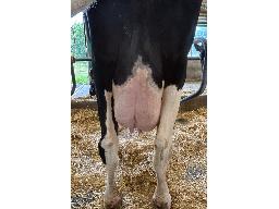 8-610-Yireh Kingboy Edelweiss VG-85