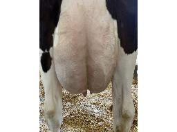 51-624-Yireh Doc Krystal VG-85