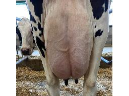 22-601-Yireh Impression Richesse VG-88