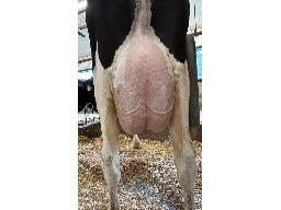 83-632-Yireh Randall Kenya VG-85