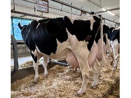 105-519-Serheal Josuper Oreo 519 GP-80 