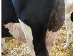 1-548-Yireh Othello Emerald EX-91-4yr