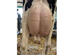 123-1157-Rayd’oex Chandler Moojuice VG-85