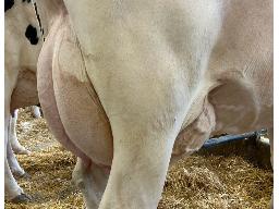 55-648-Yireh Alligator Krayola VG-85