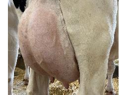 88-634-Yireh Illustrator Maple VG-85