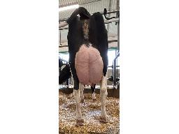 37-643-Yireh Octane Letivaz VG-86 