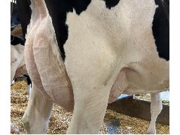 64-640-Yireh Ashby Euro GP-83