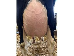 111-616-Yireh Lautrust Pretzel GP-83