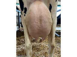 96-637-Yireh Illustrator Nestea GP-84