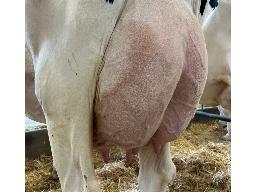 72-638-Yireh Chief Ferrari GP-83