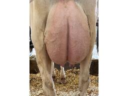 11-655-Yireh Ashby Chocolat GP-83