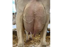 124-1153-Rayd’oex Picasso Soapy GP-83