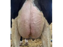 70-681-Yireh Eyecandy Fendt NC