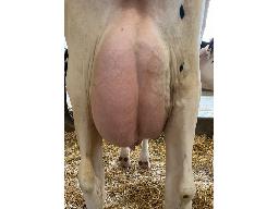 87-679-YIREH MAYFAIR LANCIA NC