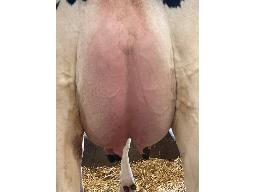 93-673-YIREH BREAKSHOT NOKIA NC