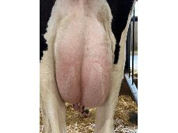 85-677-Yireh Matchless Katie NC