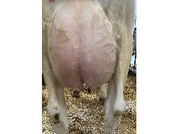 58-680-Yireh Eyecandy Kwality 